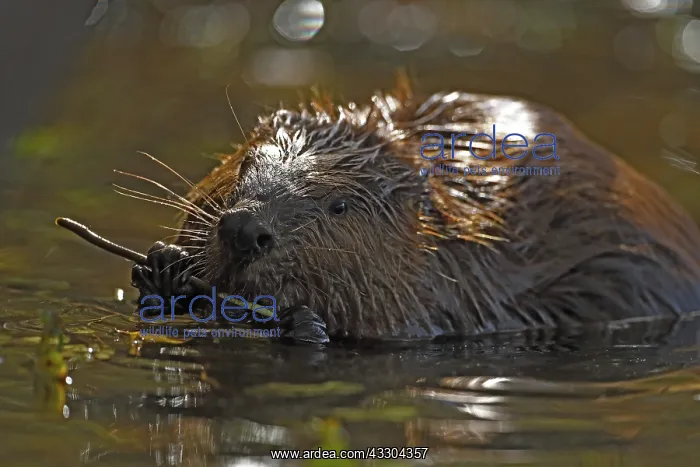 : North American beaver (Castor canadensis), Maryland : North American beaver (Castor canadensis), Maryland