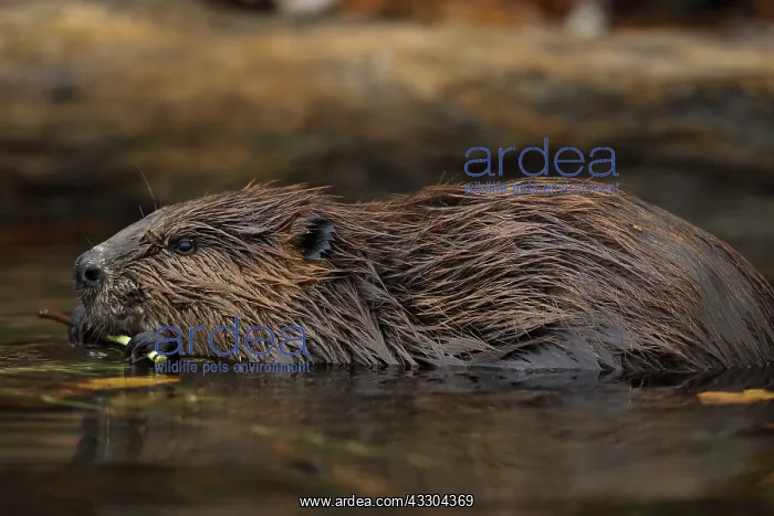 : North American beaver (Castor canadensis), Maryland : North American beaver (Castor canadensis), Maryland