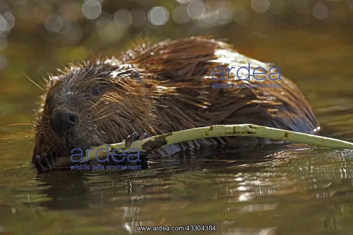 : North American beaver (Castor canadensis), Maryland : North American beaver (Castor canadensis), Maryland