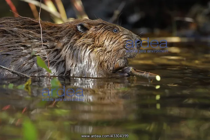 : North American beaver (Castor canadensis), Maryland : North American beaver (Castor canadensis), Maryland