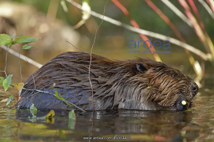 : North American beaver (Castor canadensis), Maryland : North American beaver (Castor canadensis), Maryland