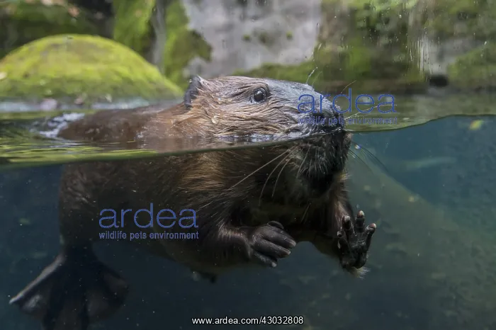: North American Beaver (Castor canadensis) checking : North American Beaver (Castor canadensis) checking