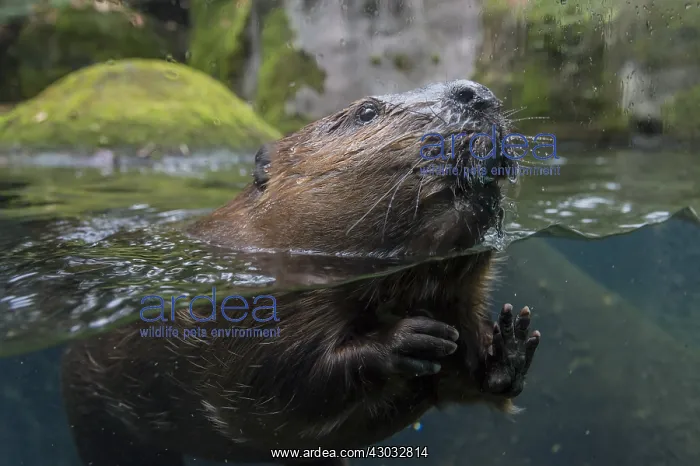 : North American Beaver (Castor canadensis) checking : North American Beaver (Castor canadensis) checking