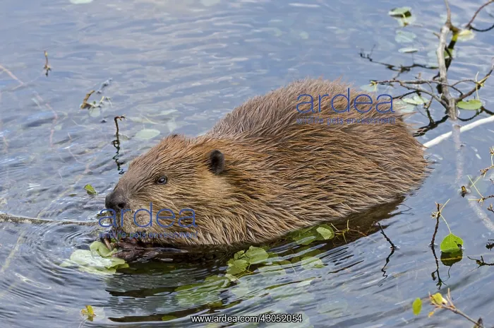 : North American Beaver (Castor canadensis) eating : North American Beaver (Castor canadensis) eating