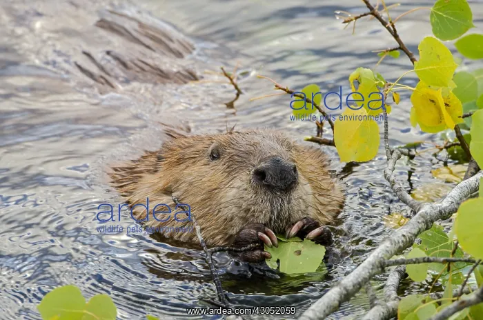 : North American Beaver (Castor canadensis) eating : North American Beaver (Castor canadensis) eating