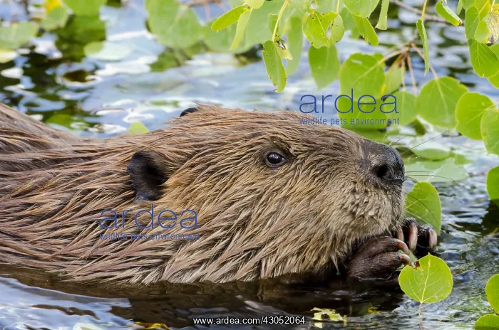 : North American Beaver (Castor canadensis) eating : North American Beaver (Castor canadensis) eating