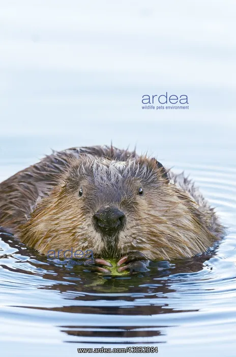 : North American Beaver (Castor canadensis) eating : North American Beaver (Castor canadensis) eating
