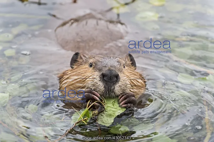 : North American Beaver (Castor canadensis) eating : North American Beaver (Castor canadensis) eating