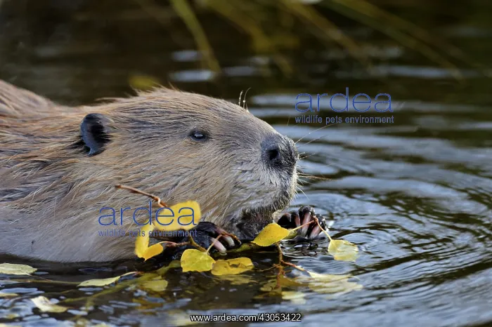 : North American Beaver (Castor canadensis) eating : North American Beaver (Castor canadensis) eating