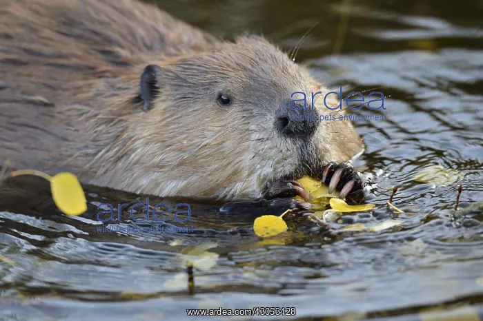 : North American Beaver (Castor canadensis) eating : North American Beaver (Castor canadensis) eating