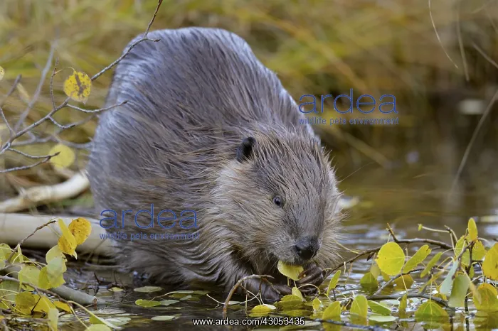 : North American Beaver (Castor canadensis) eating : North American Beaver (Castor canadensis) eating