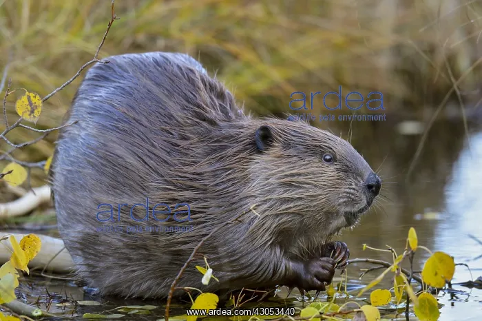 : North American Beaver (Castor canadensis) eating : North American Beaver (Castor canadensis) eating