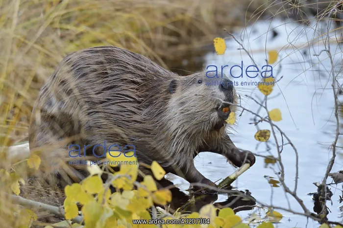 : North American Beaver (Castor canadensis) eating : North American Beaver (Castor canadensis) eating