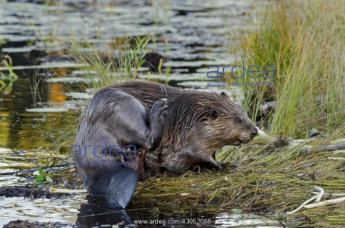  : North American Beaver (Castor canadensis) grooming