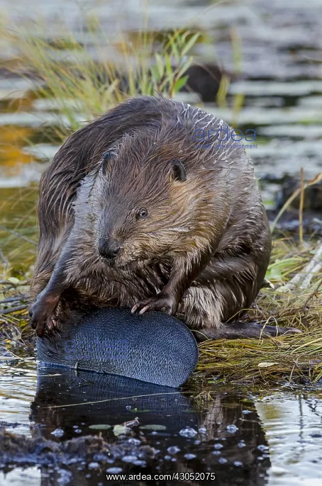 : North American Beaver (Castor canadensis) grooming : North American Beaver (Castor canadensis) grooming