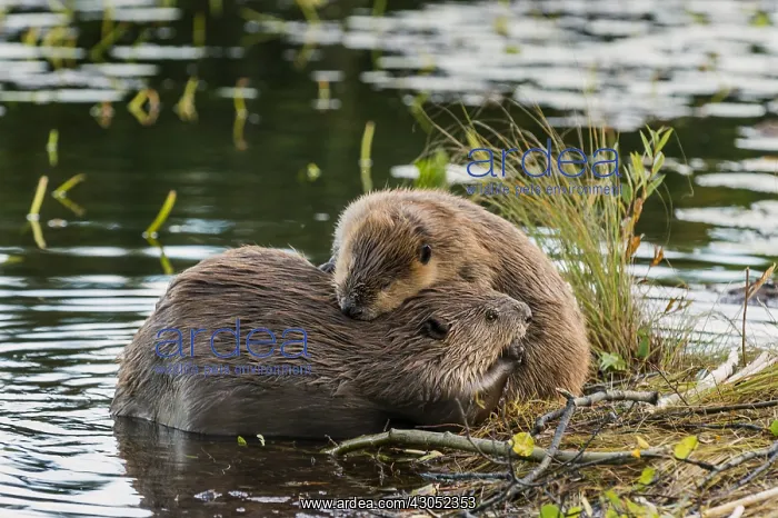 : Two North American Beaver (Castor canadensis) grooming : Two North American Beaver (Castor canadensis) grooming