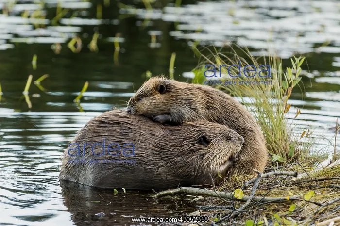 : Two North American Beaver (Castor canadensis) grooming : Two North American Beaver (Castor canadensis) grooming