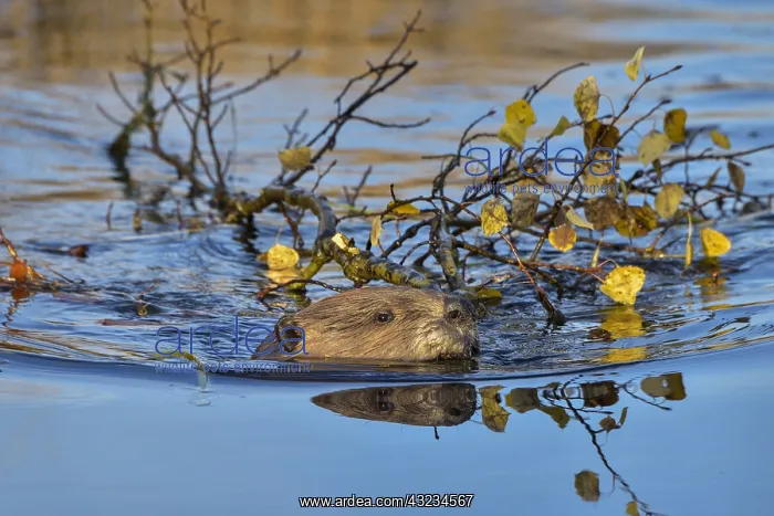 : North American Beaver (Castor canadensis) pulling / towing : North American Beaver (Castor canadensis) pulling / towing