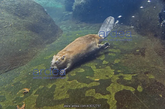 : North American Beaver (Castor canadensis) swimming : North American Beaver (Castor canadensis) swimming
