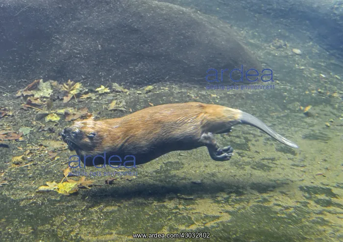 : North American Beaver (Castor canadensis) swimming : North American Beaver (Castor canadensis) swimming