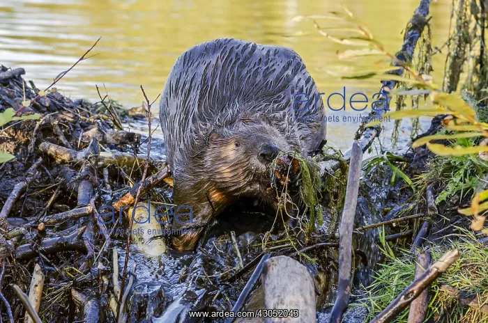 : North American Beaver (Castor canadensis) working : North American Beaver (Castor canadensis) working