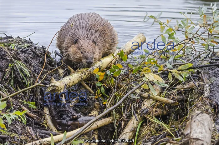 : North American Beaver (Castor canadensis) working : North American Beaver (Castor canadensis) working