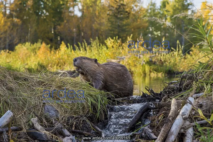 : North American Beaver (Castor canadensis) working : North American Beaver (Castor canadensis) working
