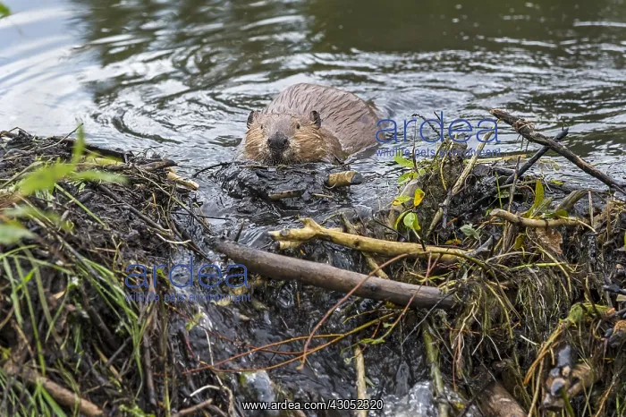 : North American Beaver (Castor canadensis) working : North American Beaver (Castor canadensis) working