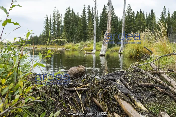 : North American Beaver (Castor canadensis) working : North American Beaver (Castor canadensis) working