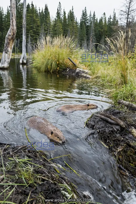 : Two North American Beaver (Castor canadensis) working : Two North American Beaver (Castor canadensis) working