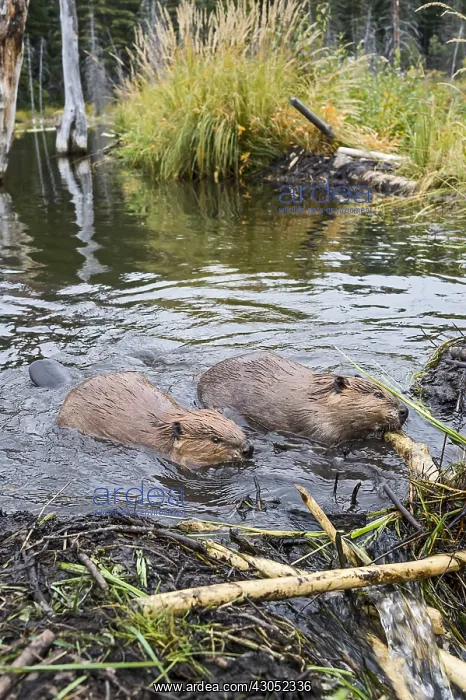 : Two North American Beaver (Castor canadensis) working : Two North American Beaver (Castor canadensis) working