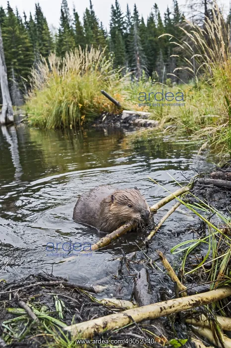 : North American Beaver (Castor canadensis) working : North American Beaver (Castor canadensis) working