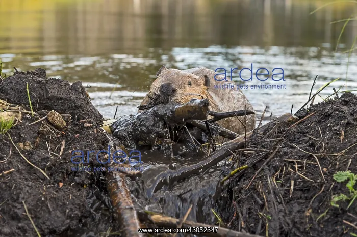 : North American Beaver (Castor canadensis) working : North American Beaver (Castor canadensis) working
