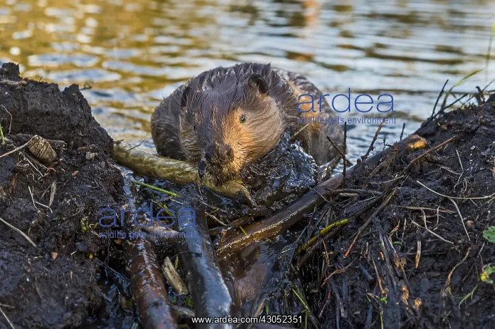 : North American Beaver (Castor canadensis) working : North American Beaver (Castor canadensis) working