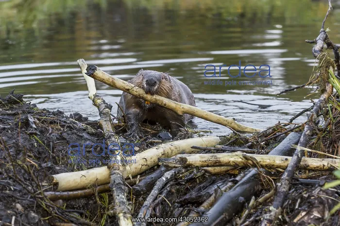 : North American Beaver (Castor canadensis) working : North American Beaver (Castor canadensis) working
