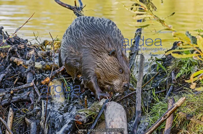 : North American Beaver (Castor canadensis) working : North American Beaver (Castor canadensis) working