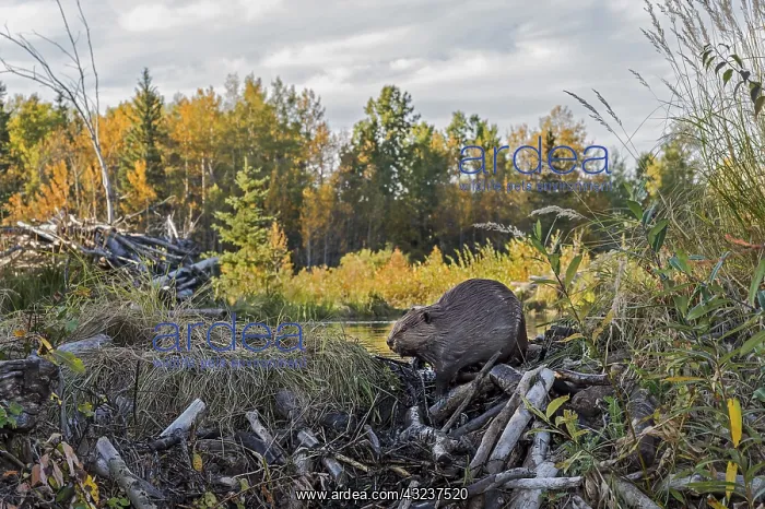 : North American Beaver (Castor canadensis) working : North American Beaver (Castor canadensis) working