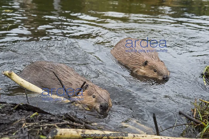 : Two North American Beaver (Castor canadensis) working : Two North American Beaver (Castor canadensis) working