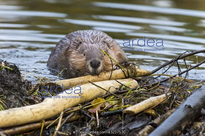 : North American Beaver (Castor canadensis) working : North American Beaver (Castor canadensis) working
