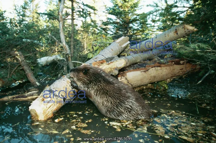 : North AMERICAN BEAVER - gnawing on branch to make a dam : North AMERICAN BEAVER - gnawing on branch to make a dam