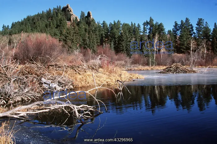 : North American BEAVER - pond showing beaver lodge and dam : North American BEAVER - pond showing beaver lodge and dam