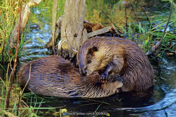 : North American Beavers : North American Beavers