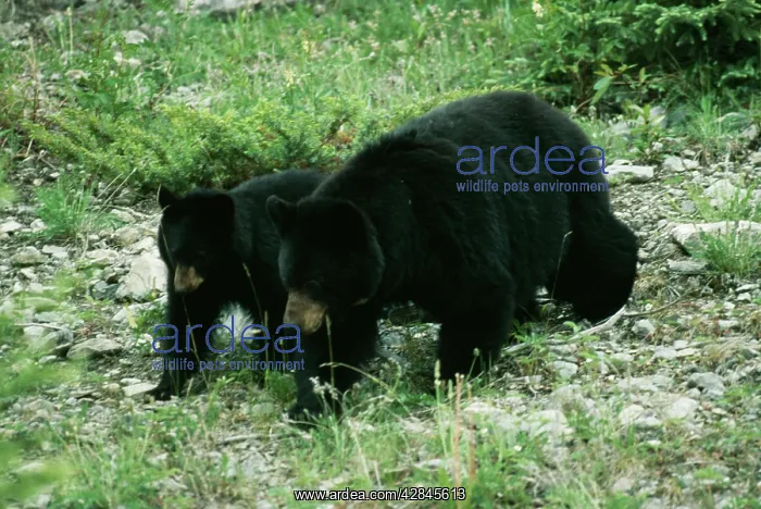 : North American Black BEAR - adult and young : North American Black BEAR - adult and young