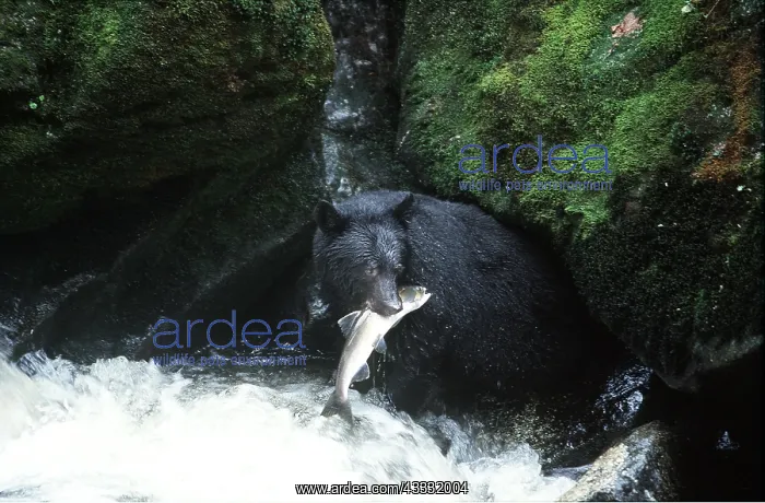 : North American Black BEAR - catching salmon : North American Black BEAR - catching salmon
