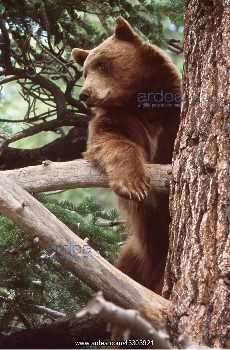 : North American Black BEAR - Climbing Tree : North American Black BEAR - Climbing Tree