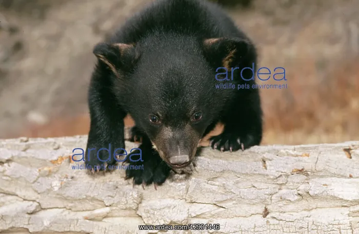 : North American Black Bear - cub, 3 months old, on log : North American Black Bear - cub, 3 months old, on log