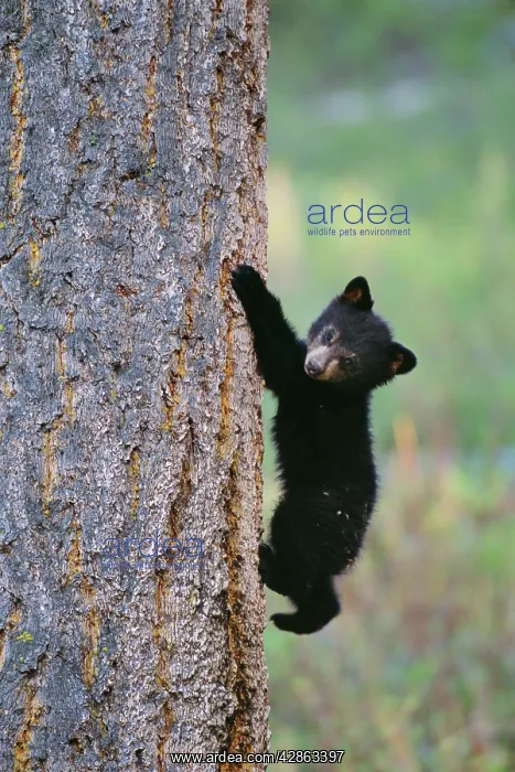: North American Black BEAR - cub climbing Douglas Fir tree : North American Black BEAR - cub climbing Douglas Fir tree