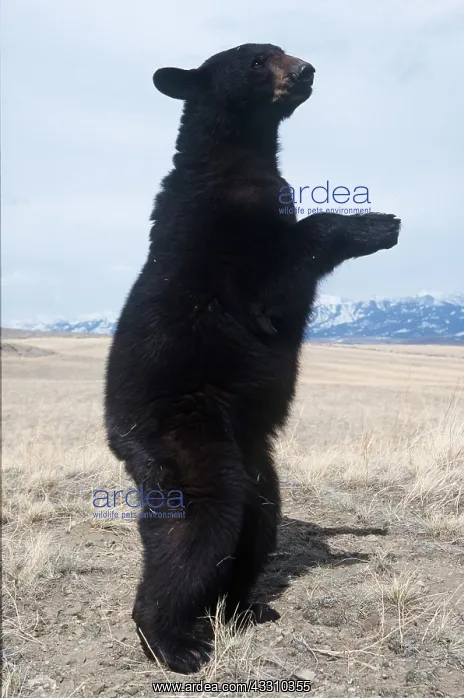  : North American Black BEAR - ON HIND LEGS