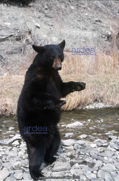 : North American Black BEAR - on hind legs : North American Black BEAR - on hind legs