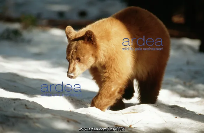 : North American Black BEAR - Light brown colouring : North American Black BEAR - Light brown colouring